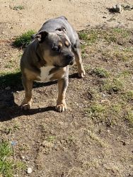 American Bully located in Southern California