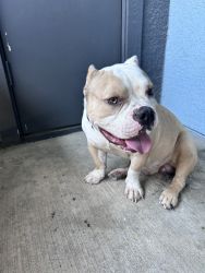 2 year old micro bully in desperate need or a new home