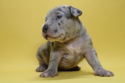 American Bully’s looking for their forever homes!