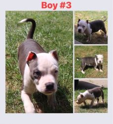 American Bully Puppies ABKC Reg*Greenwood Indiana*