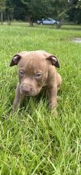 American Bully Male Puppy for sale