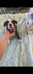 11 Week Old American Bully Pups