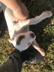 American Bully Female Puppy 3 months @ Greenwood Indiana