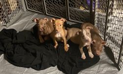 Puppies for sale 500