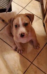 American Bully puppies looking for their forever homes