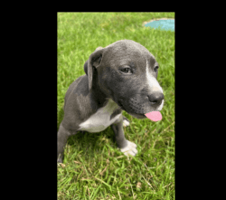 American Bully female puppy for sale