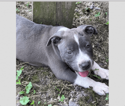 Male American Bully puppy for sale