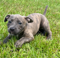American Bully Puppy-Registered