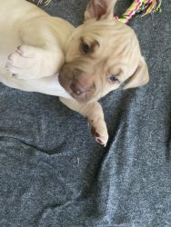 XL Bully puppies for sale