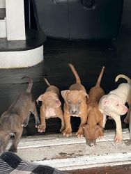 8 week old American bully pups