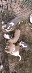 American Bully puppies are ready to go great puppies dad was 2500