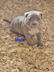 American Bully Pockets Puppies