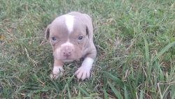 Tri Colored Blue Eyed Pit Bull Bully Pup Available