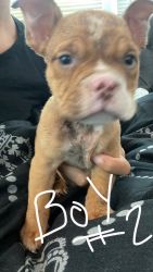 pocket bully puppies for sell