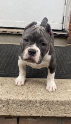 Sweet American bully looking for her forever home!