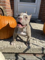 Lilac female: gorgeous American bully looking for her forever home!