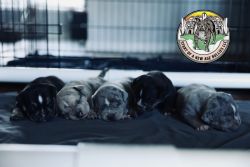 Exotic Pocket Puppies! Going Fast [ABKC paperwork]