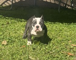 Handsome boy- full bred American bully looking for his forever home
