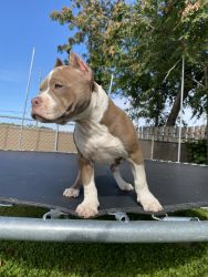 Gorgeous big boy: American bully looking for his forever home!