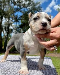 Sweet American bully puppies
