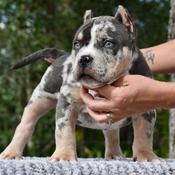 American bully puppies looking for forever home