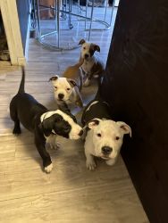 Pups looking for loving home