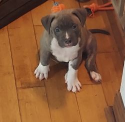 American Bully Puppies ABKC
