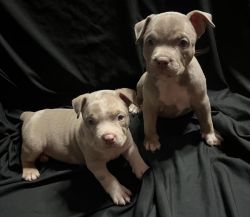 AMERICAN BULLIES FULL BREED CHAMPION BLOODLINE STACKMAN AND GERONIMO