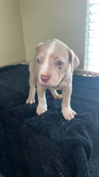 Puppies looking for loving home