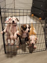 7 week old female pitty pups available