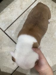 Puppies in need of a Home