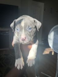 Pups for sale In Rochester ny blue nose mixed with bully