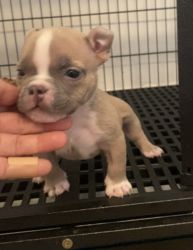 Male bully pup
