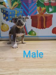 Pocket bully puppies 1 blue tri left one male