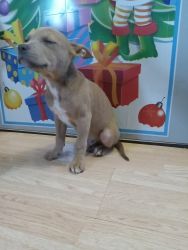 Pocket bully puppy one male left