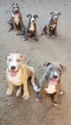 American Bully pups ready for their new homes!