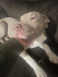 American Bully For sale