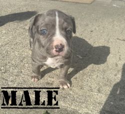 5 weeks old American Bully Puppies
