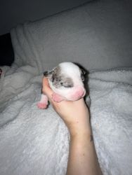 American bully puppies born 11/12/23 !!!
