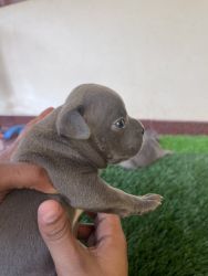 Pitbull(pocket) puppies for sale