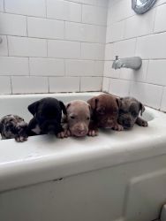 Pitbull/mastiff puppies