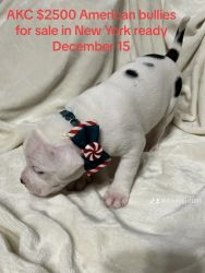 ABKC American Bully Puppies Will be Ready Dec 15!