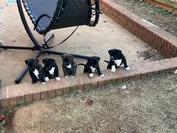 American bully puppiies