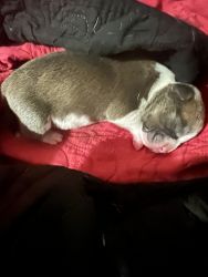 Quality American bully puppies for sale