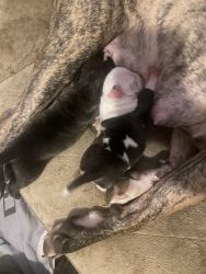 Loving new born puppies American bully