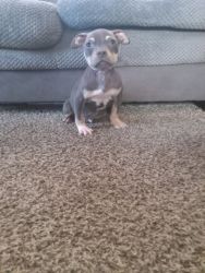 Pocket bully pup blue tri male last one left