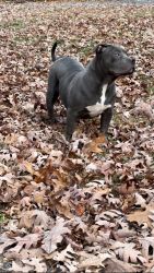 “Glacey” Blue American Bully