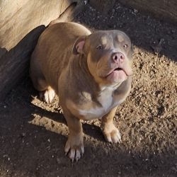 UKC APBT BULLY PUPS 7 MONTHS OLD