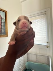 ABKC registered American Bully Puppies