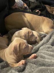 American bully pups ready for new homes